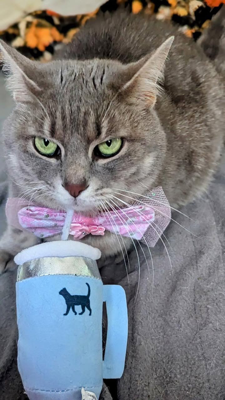 Kitty Cup Catnip Crinkle Toy