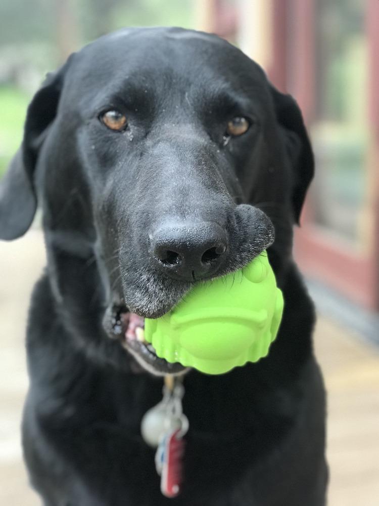 Bull Frog Treat Dispenser Chew Toy