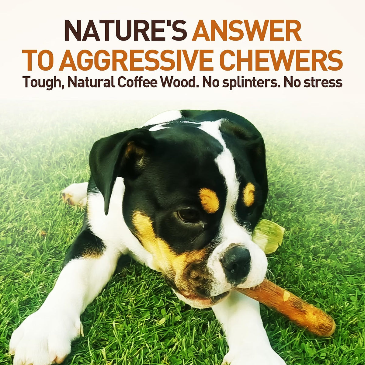 Olive Wood Dog Chew