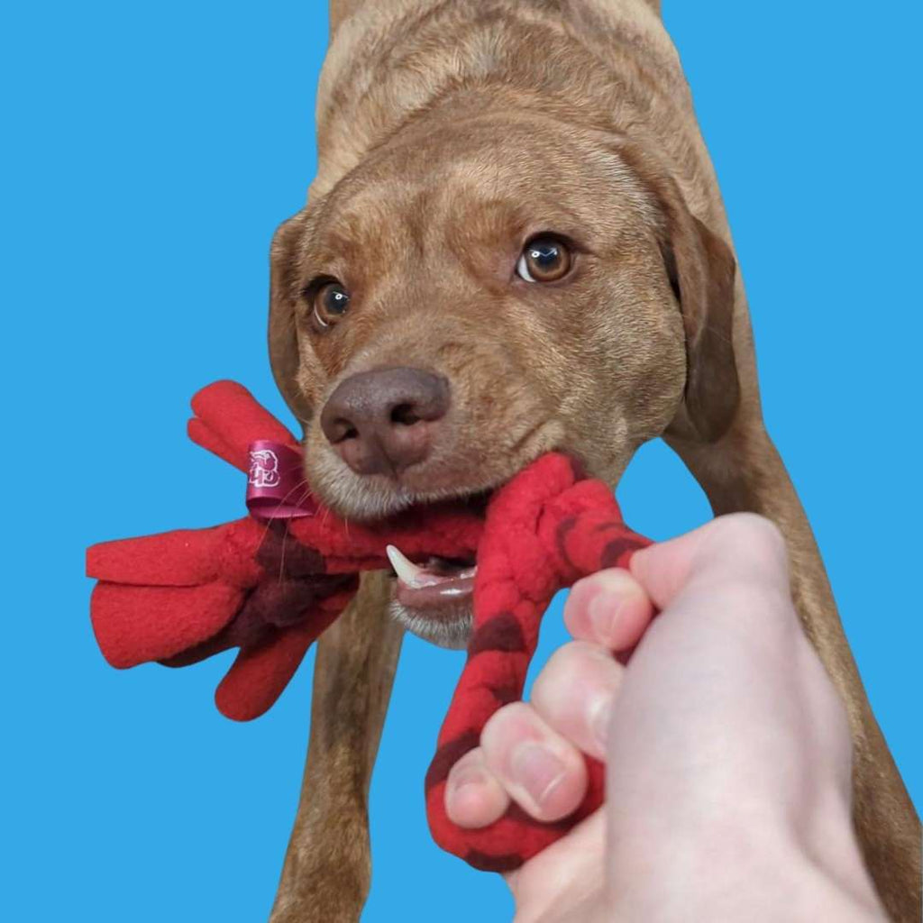 3-in-1 Enrichment Tube for Dogs: Tug Toy, Treat Puzzle and Snuffle Ball