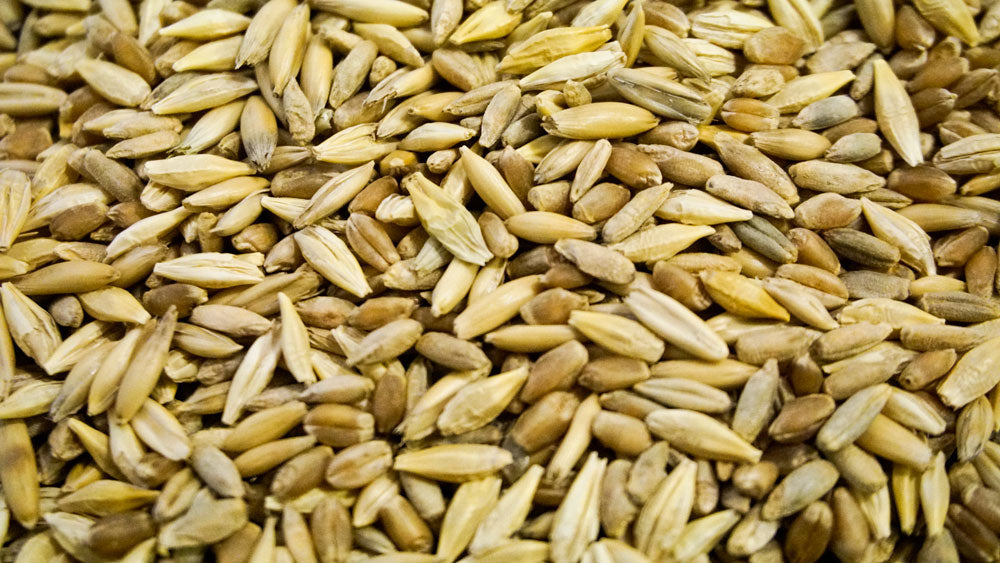 Organic Cat Grass Seed Blend