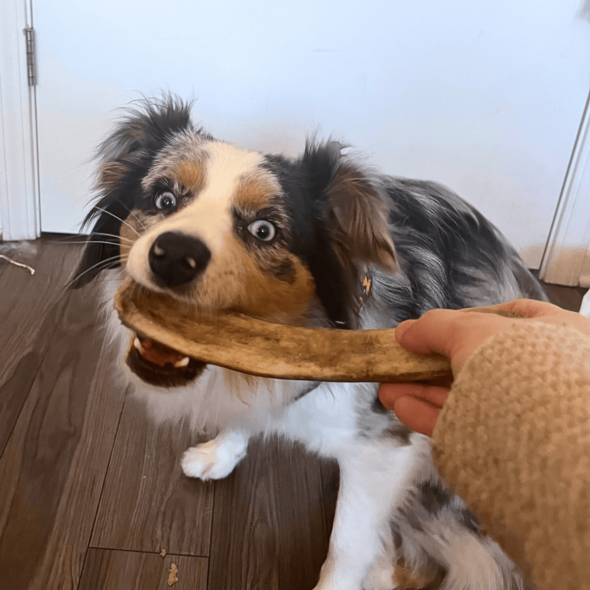 Reindeer Antler Dog Chew