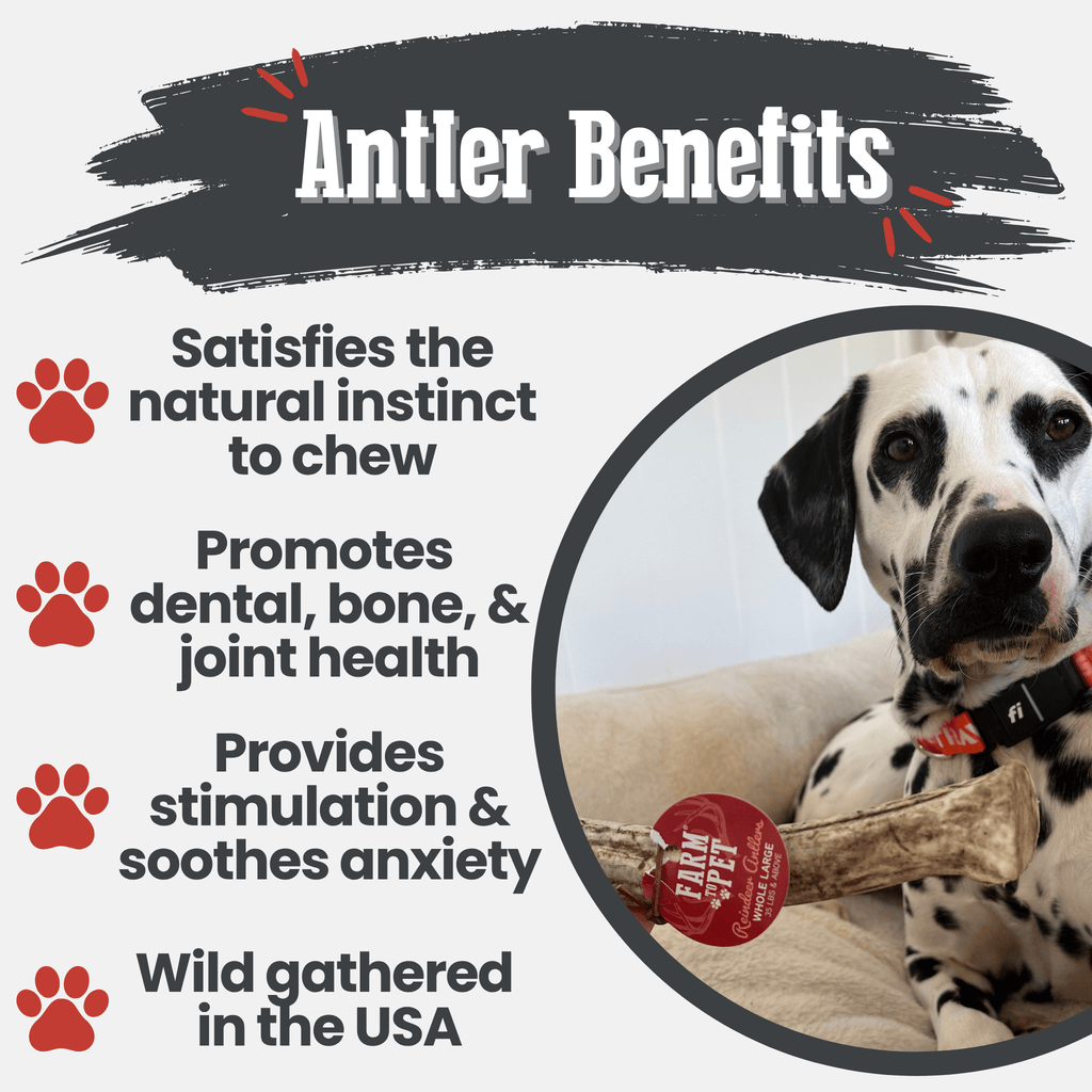 Reindeer Antler Dog Chew