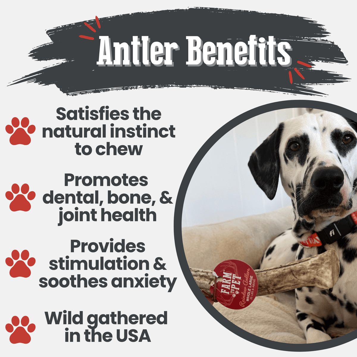 Reindeer Antler Dog Chew