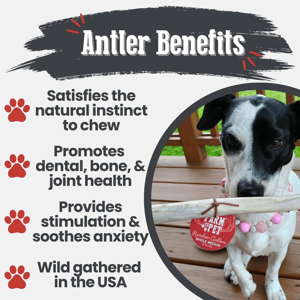 Reindeer Antler Dog Chew