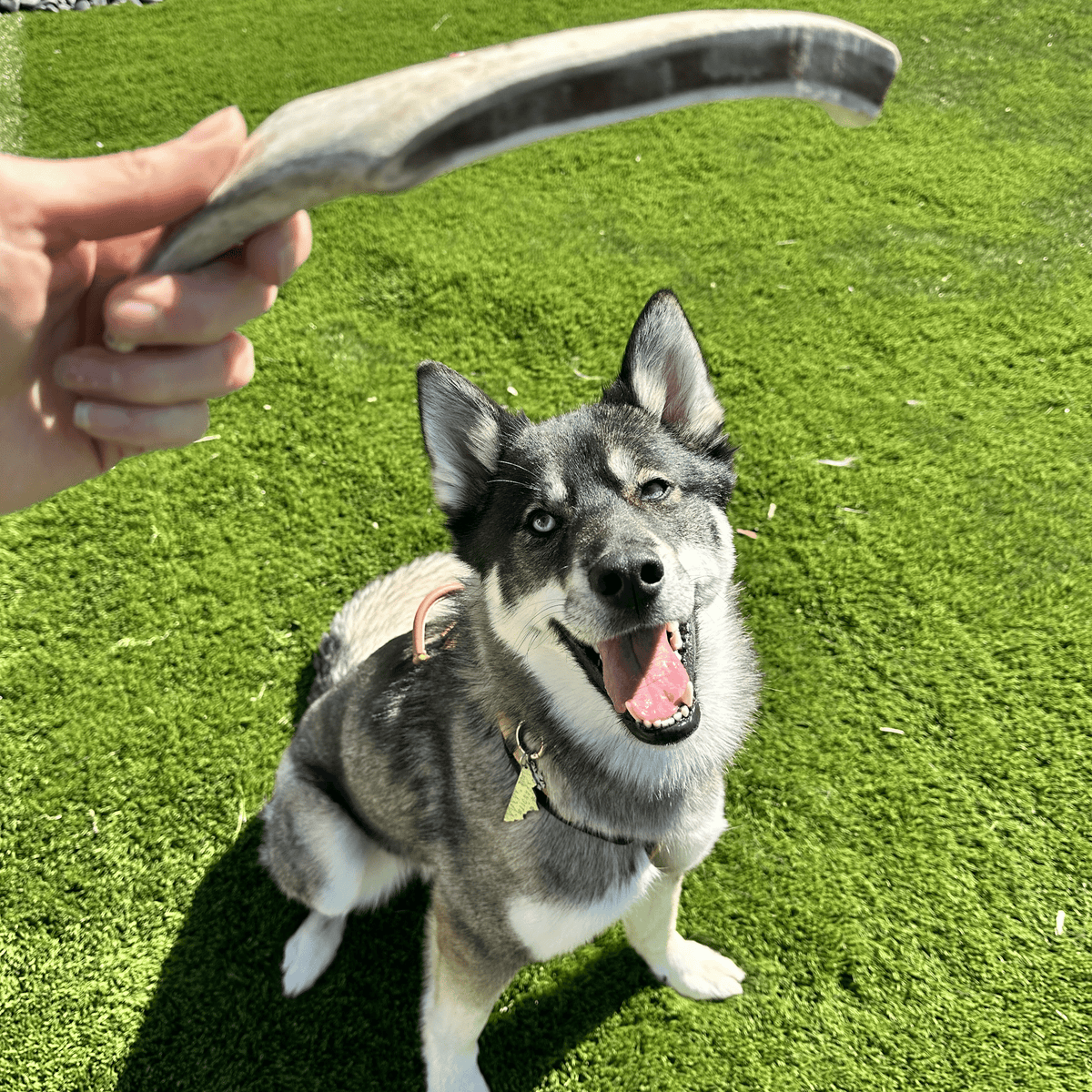Reindeer Antler Dog Chew