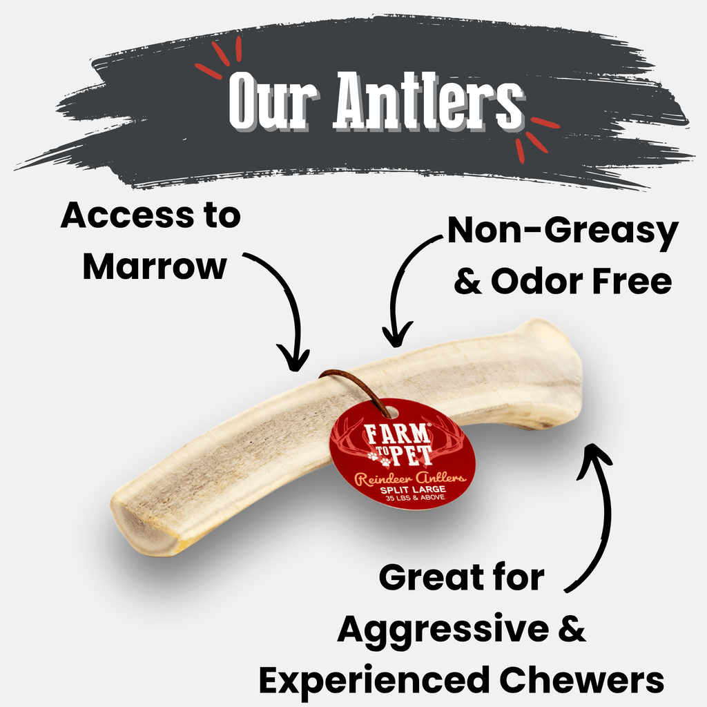 Reindeer Antler Dog Chew