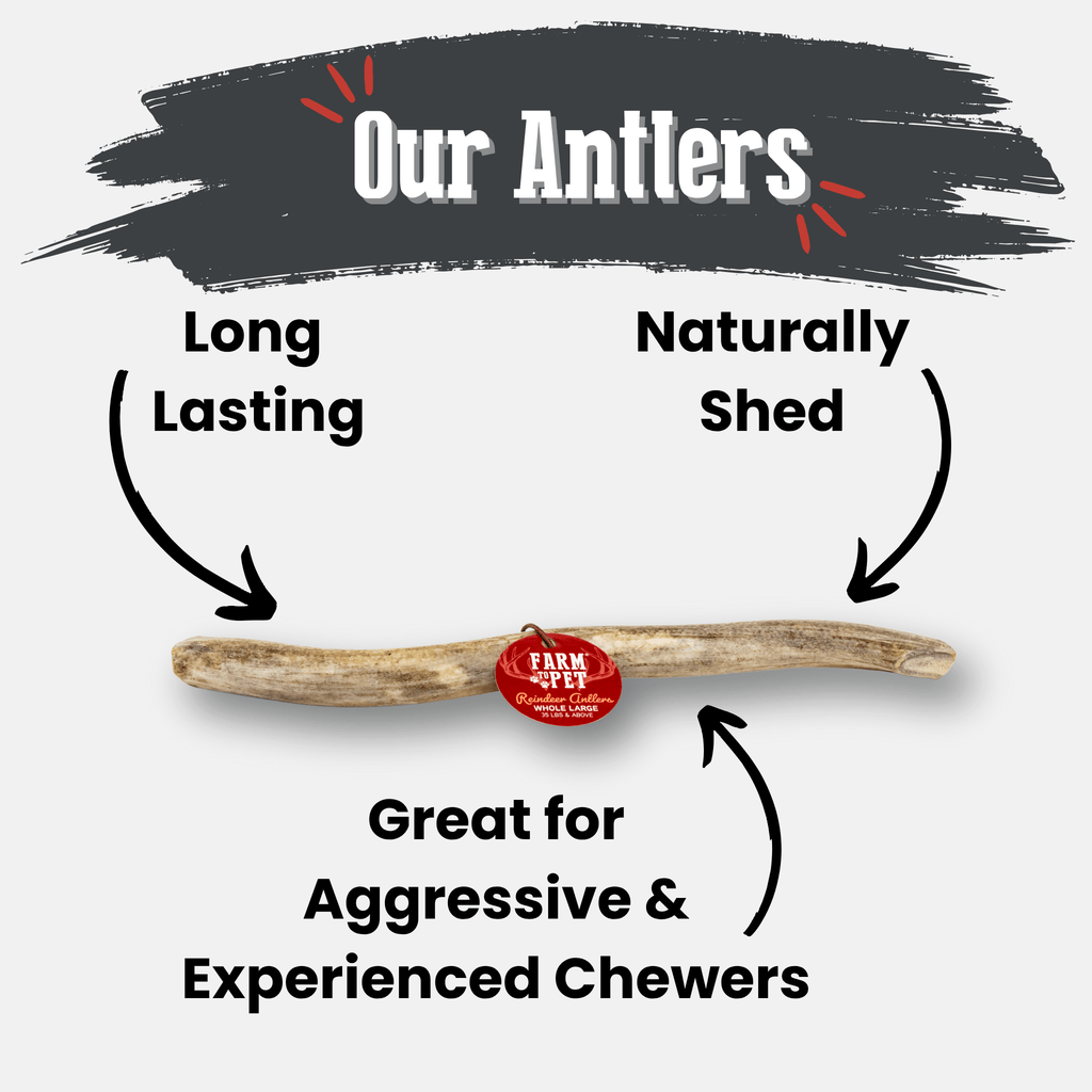 Reindeer Antler Dog Chew