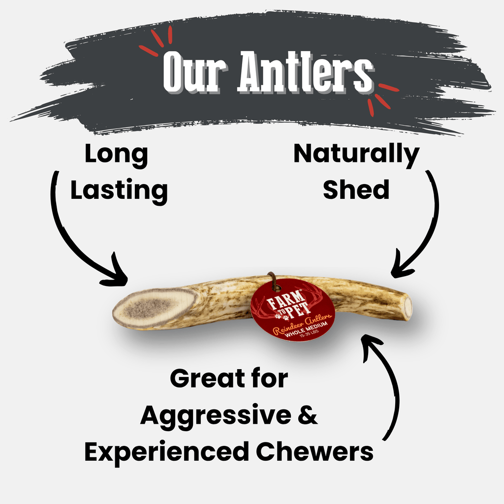 Reindeer Antler Dog Chew