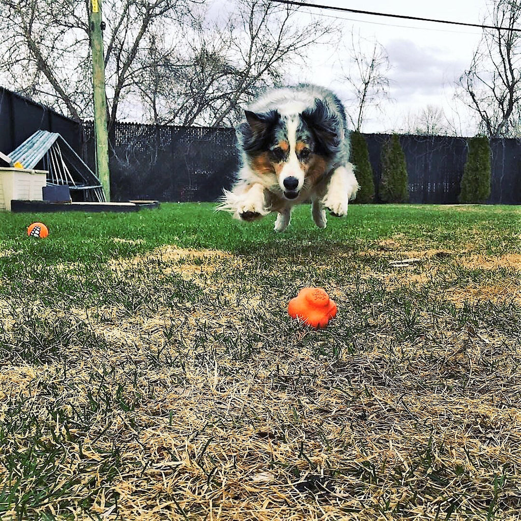 Crazy Bounce Rubber Fetch Ball