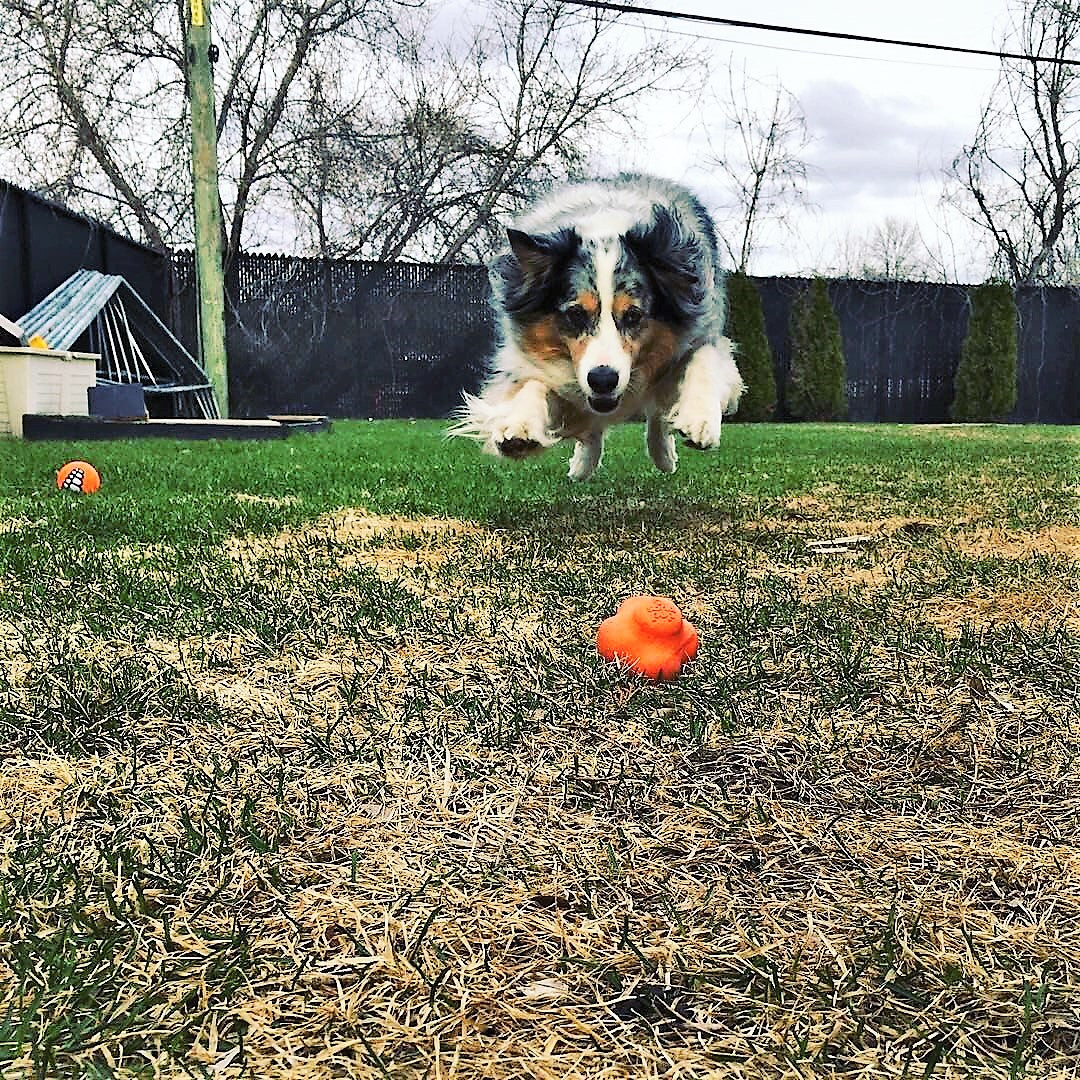 Crazy Bounce Rubber Fetch Ball