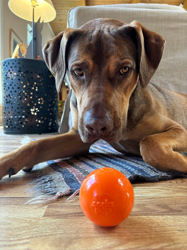 Floating Squeak Ball Dog Toy