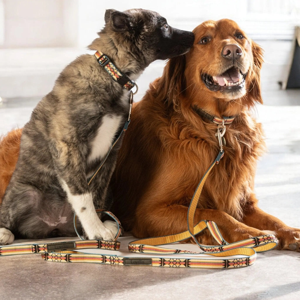 Classic Dog Leash, 1 Inch