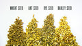 Organic Cat Grass Seed Blend
