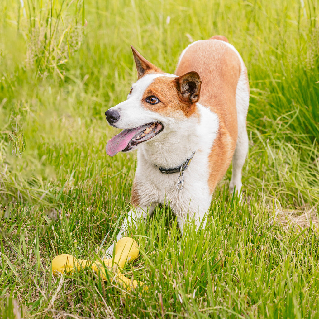 Skamp Floating Fetch Toy
