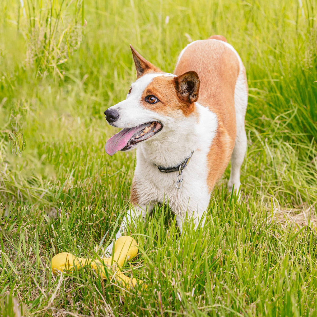 Skamp Floating Fetch Toy