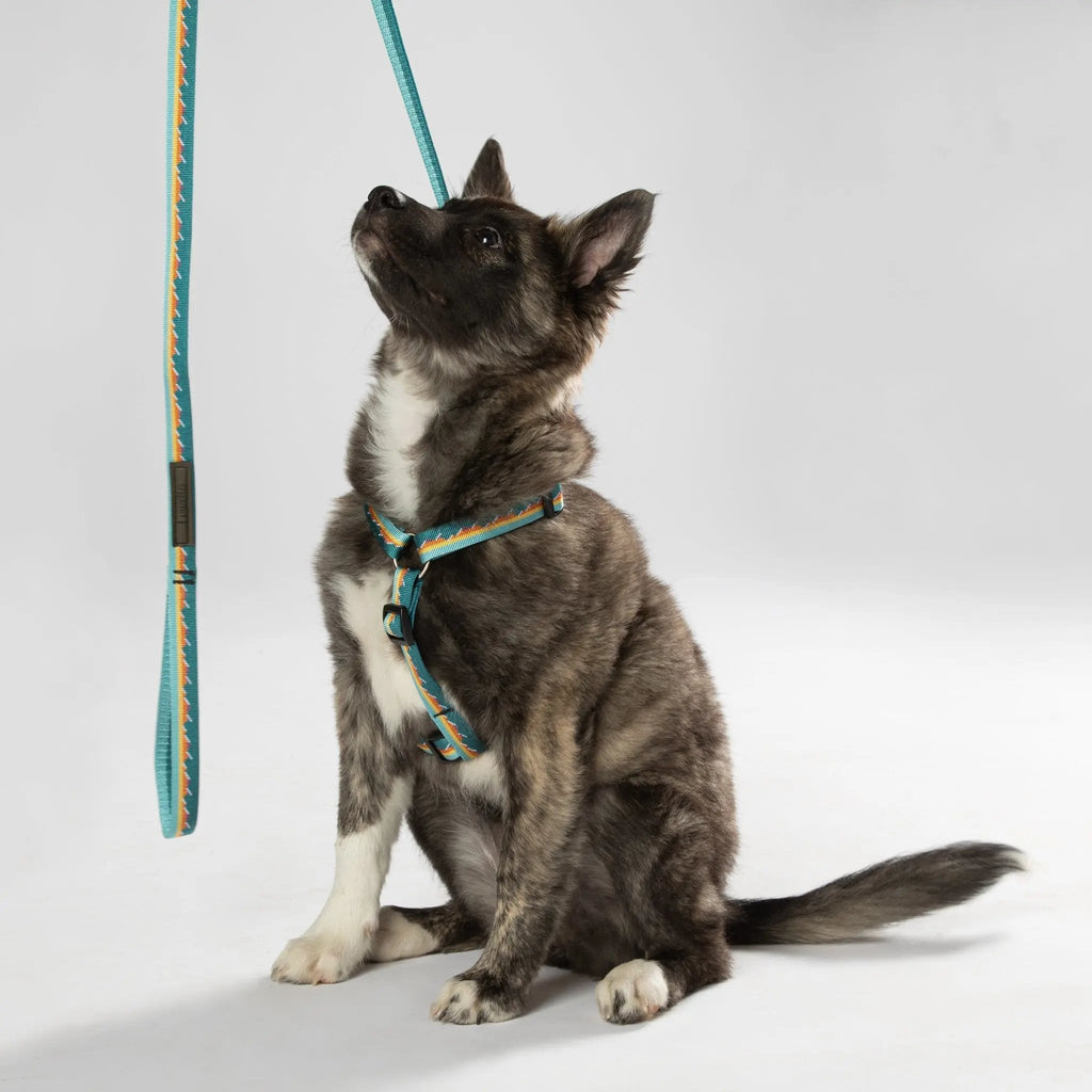Classic Dog Leash, 1 Inch