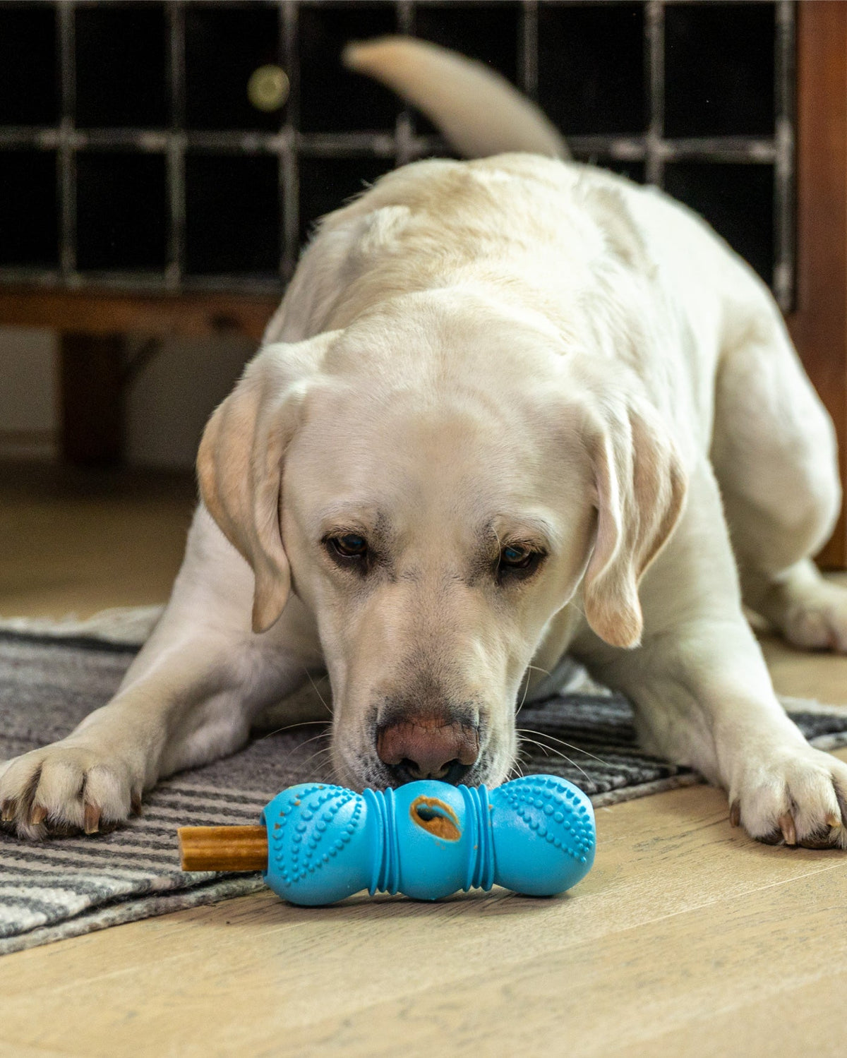 Flossr Rope Tug and Treat Holder