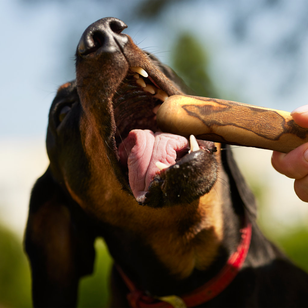 Olive Wood Dog Chew