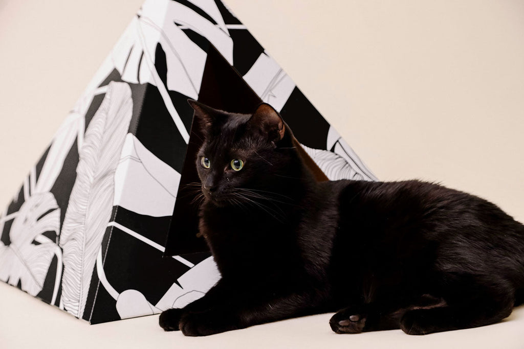 Dark Paradise Cardboard Cat Pyramid