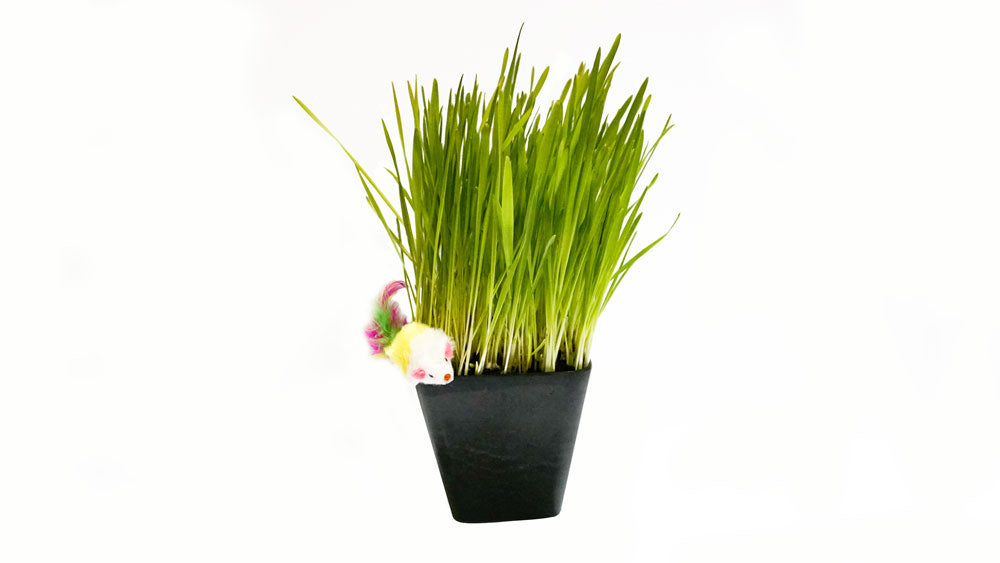 Organic Cat Grass Seed Blend