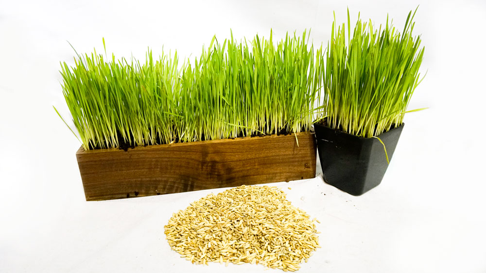 Organic Cat Grass Seed Blend
