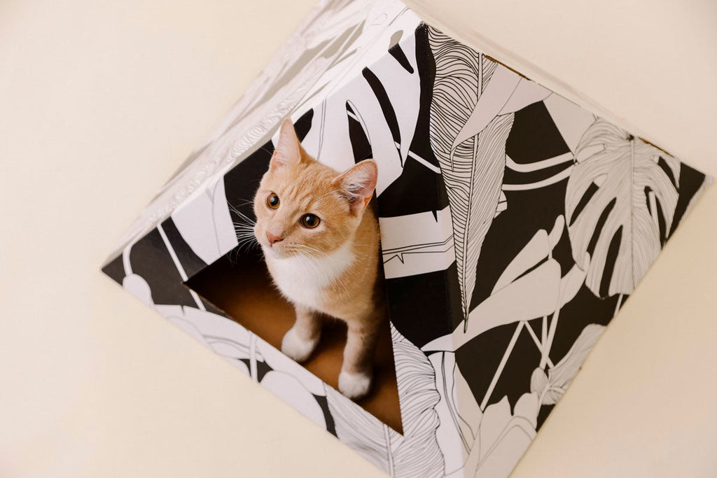 Dark Paradise Cardboard Cat Pyramid