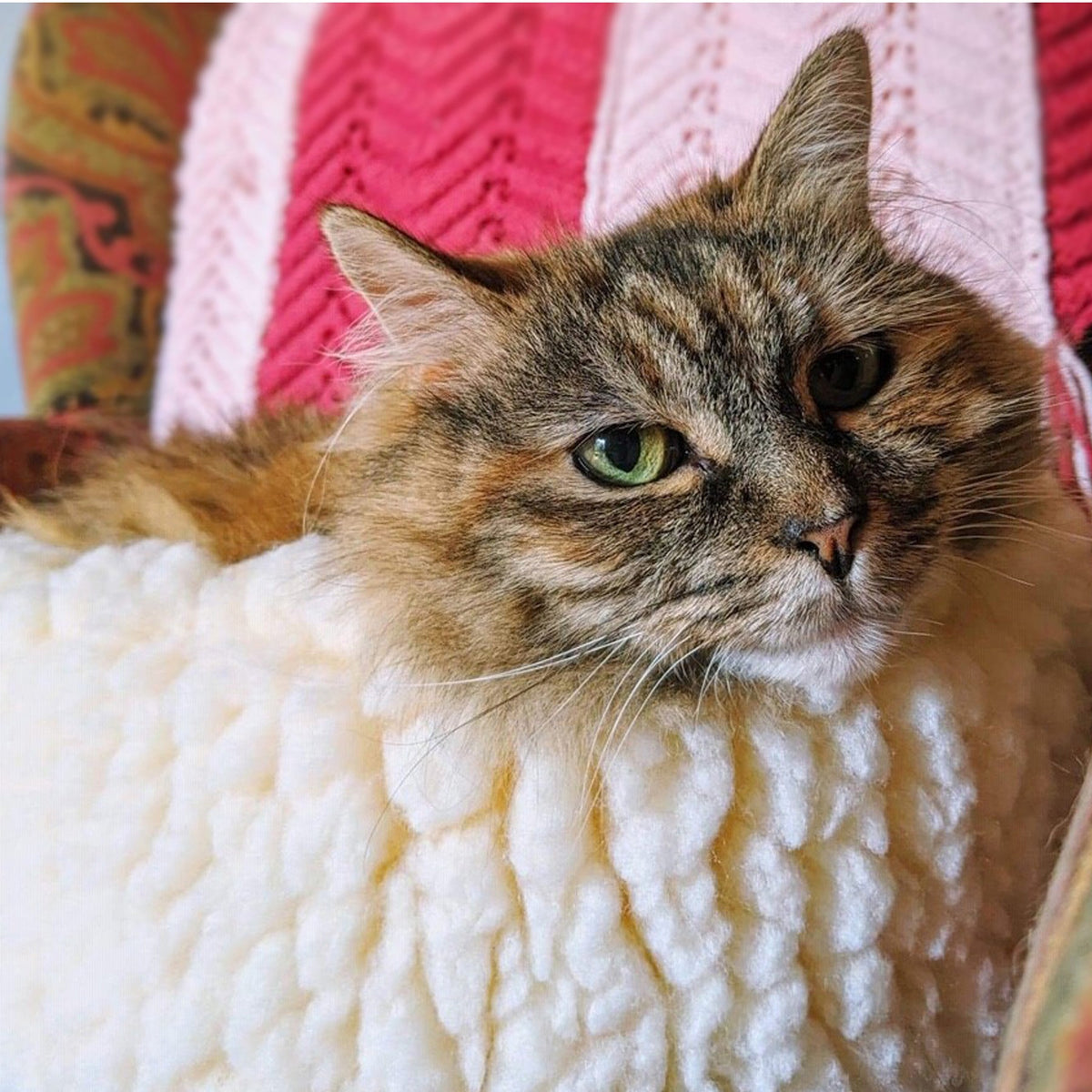 HuggleSnuggler Cat & Small Dog Bed