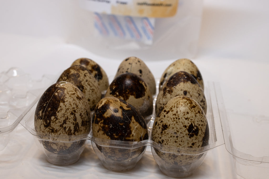 Freeze-Dried Whole Quail Eggs for Dogs and Cats